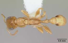 Image of Pseudomyrmex simplex (Smith 1877)