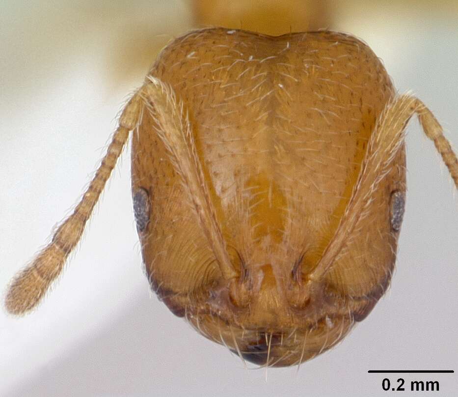 Image of Destructive trailing ant