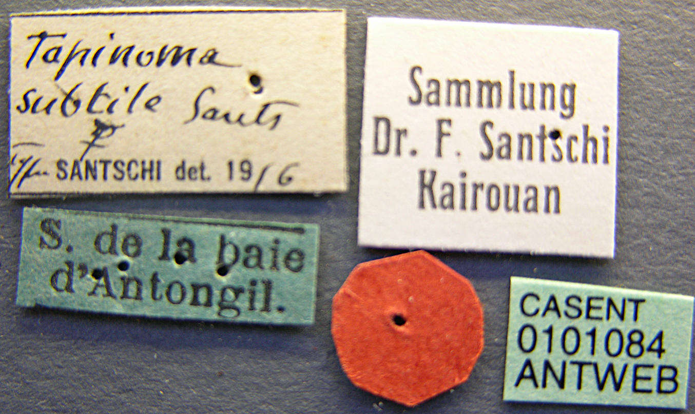 Image of Tapinoma subtile Santschi 1911