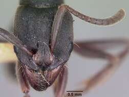 Image of Rapacious Panther Ant