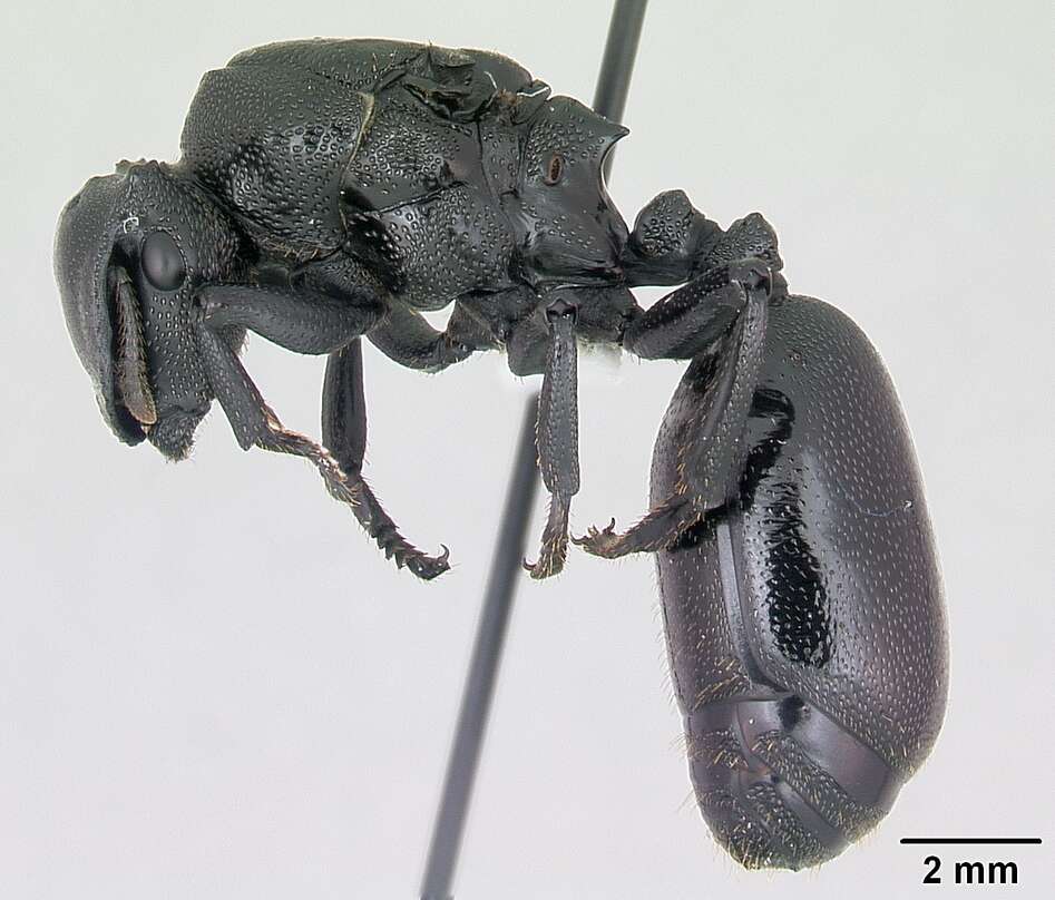 Cephalotes atratus (Linnaeus 1758) resmi