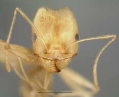 Pheidole vistana Forel 1914的圖片