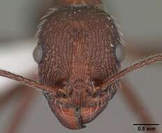 Image of Aphaenogaster albisetosa Mayr 1886
