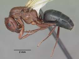 Plancia ëd Camponotus discolor (Buckley 1866)