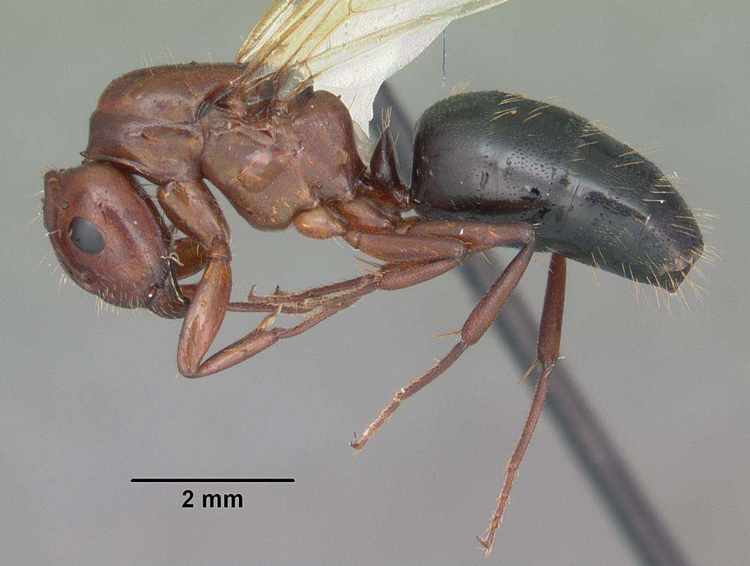 Plancia ëd Camponotus discolor (Buckley 1866)