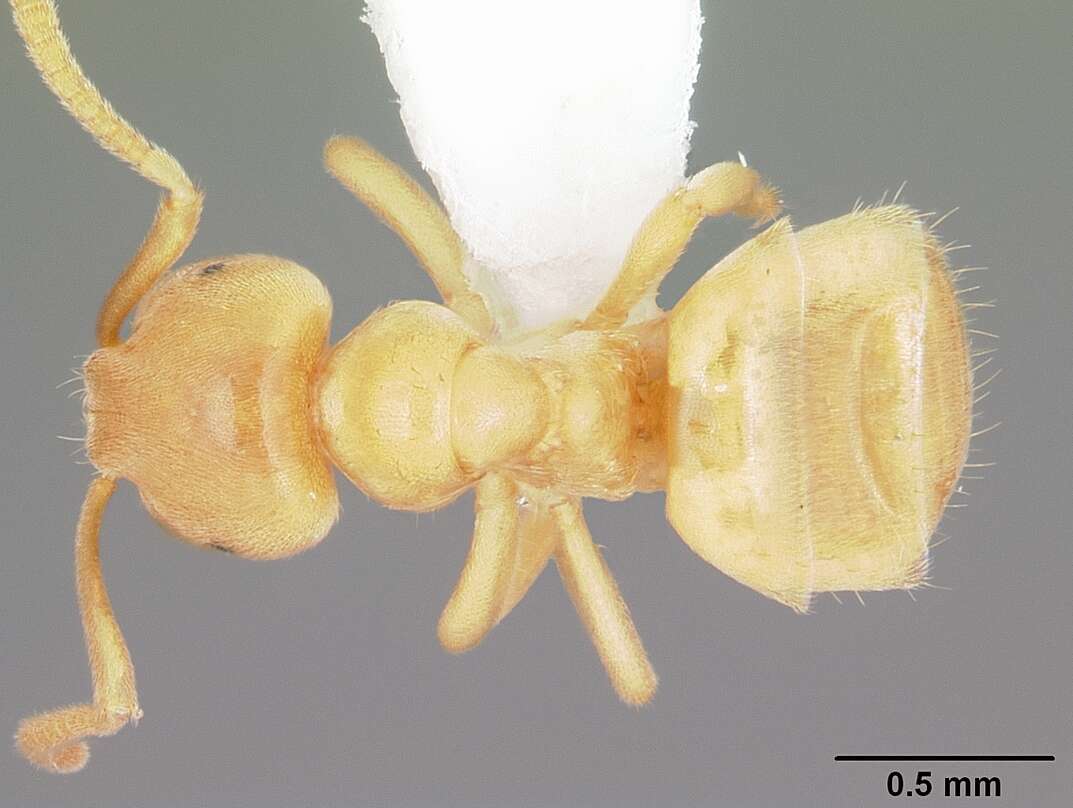 Image de Lasius nearcticus Wheeler 1906