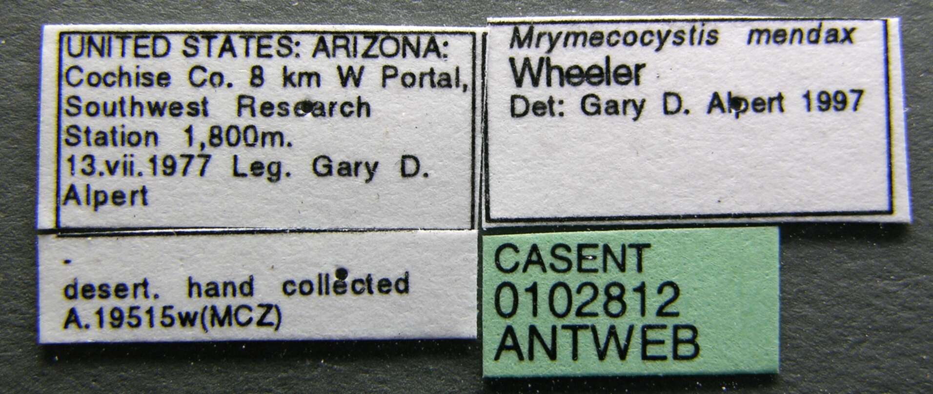 Image of Myrmecocystus mendax Wheeler 1908
