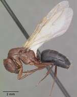 Plancia ëd Camponotus discolor (Buckley 1866)