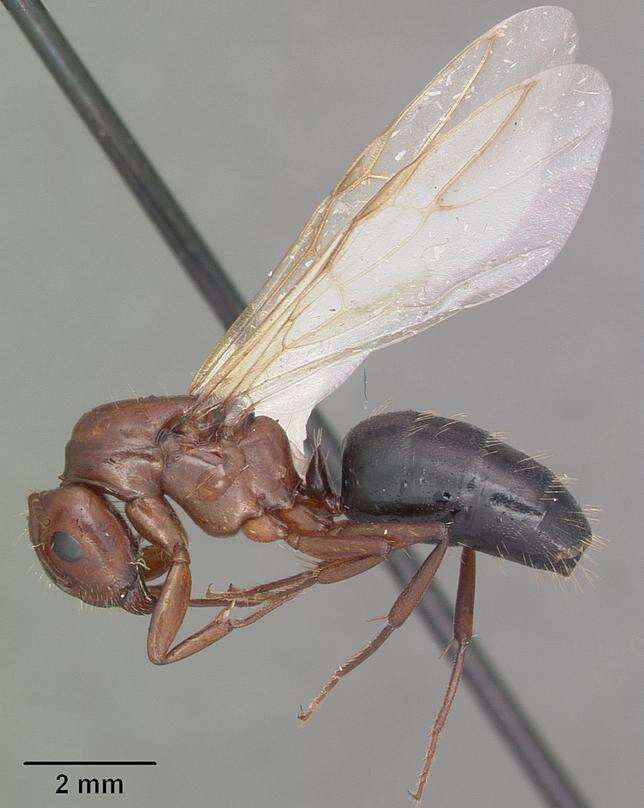 Plancia ëd Camponotus discolor (Buckley 1866)