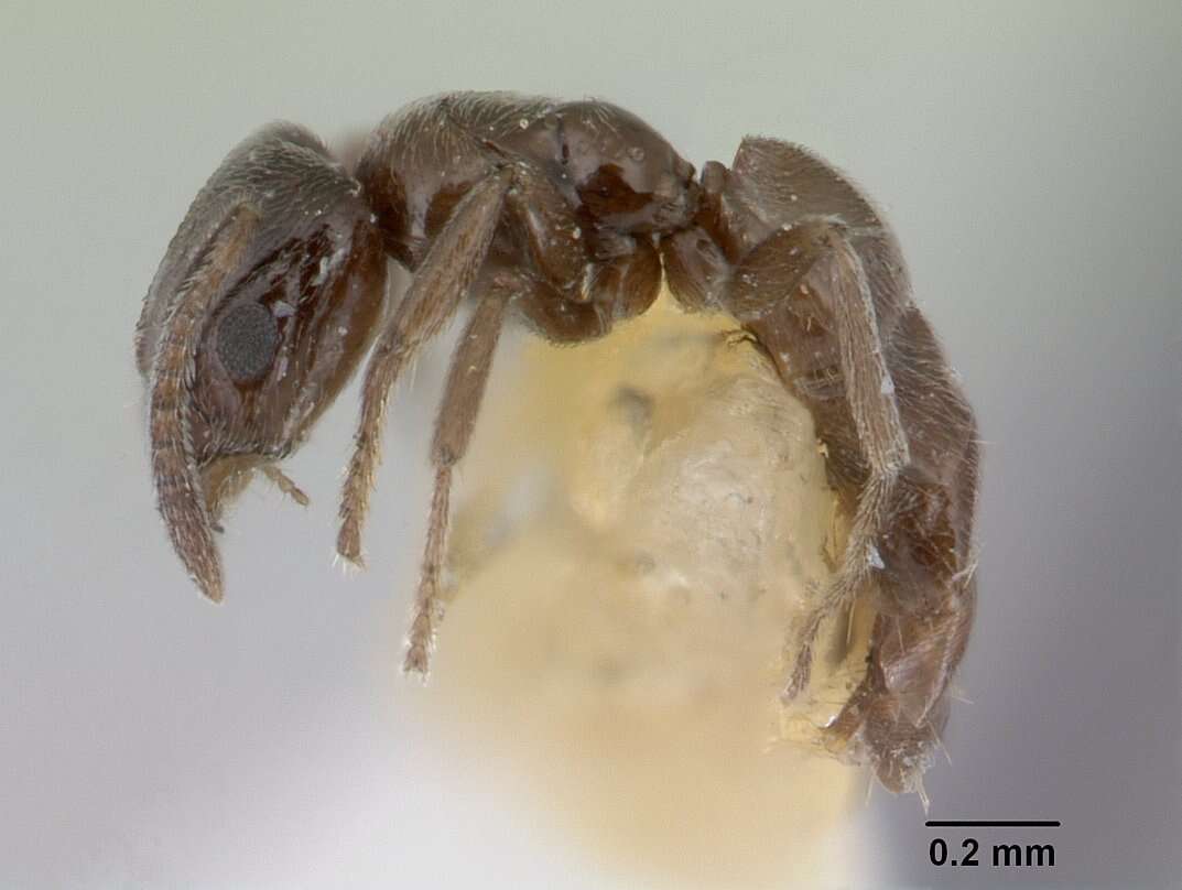 Image of Agraulomyrmex