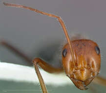 Image of Myrmecocystus mendax Wheeler 1908