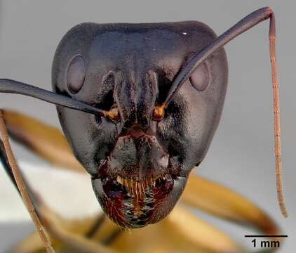 Image of Camponotus ocreatus Emery 1893