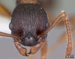 Image of Myrmica fracticornis Forel 1901