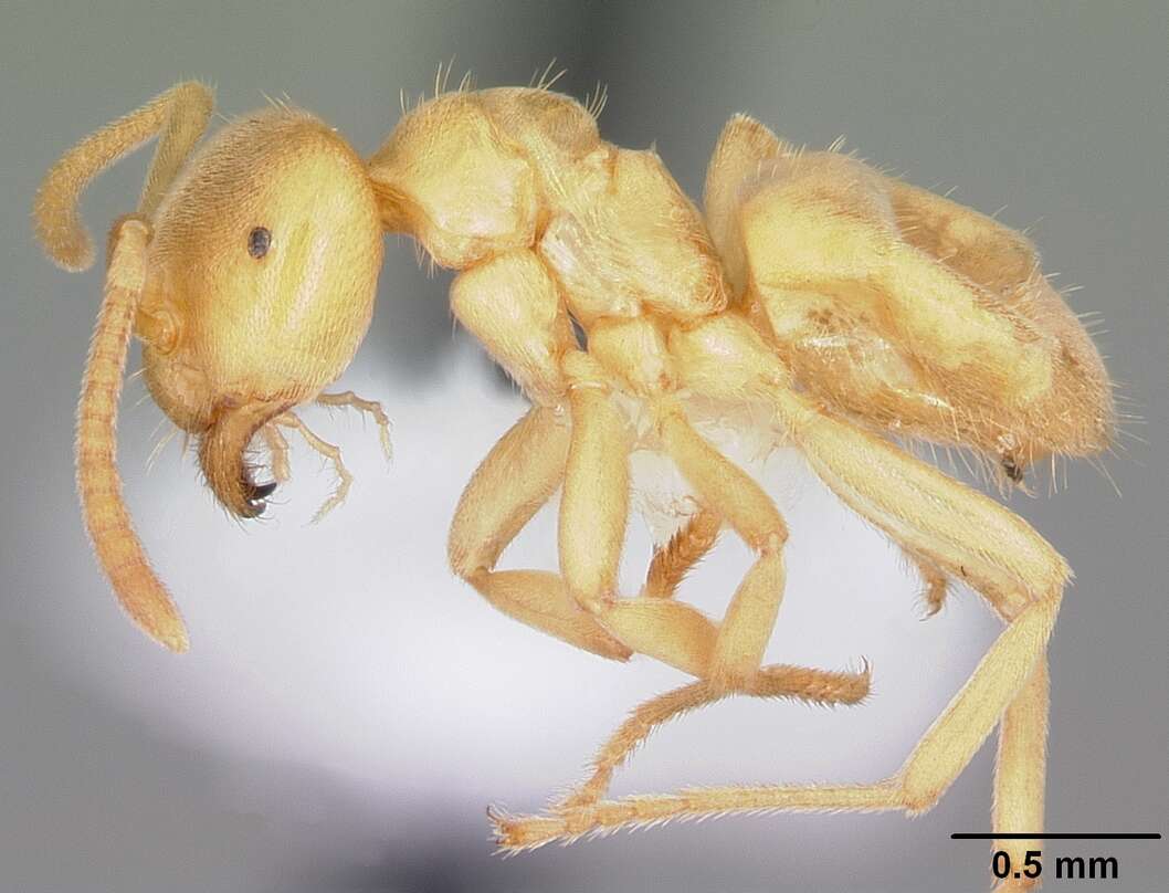 Image de Lasius nearcticus Wheeler 1906