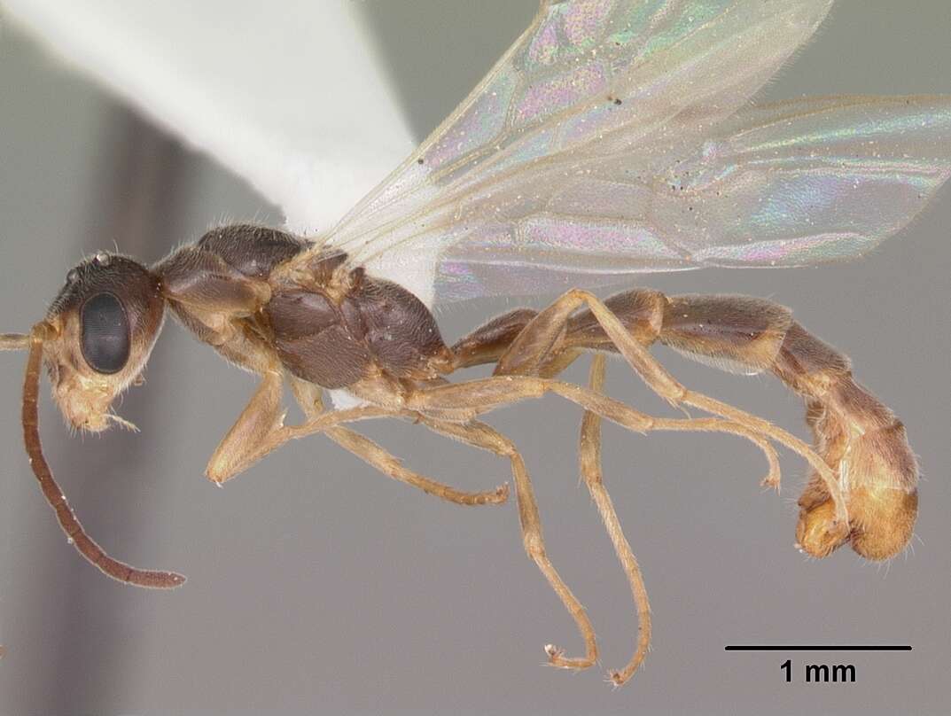 Image of Pseudomyrmex seminole Ward 1985