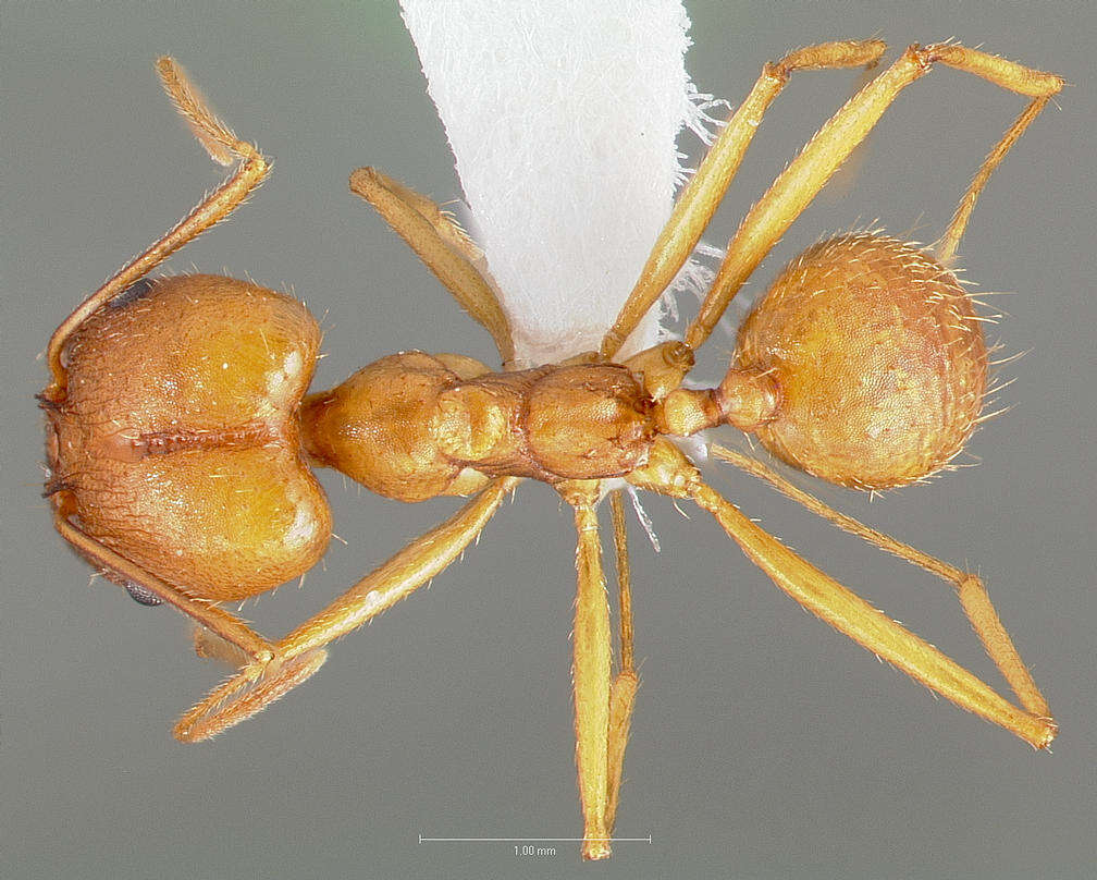 Pheidole vistana Forel 1914的圖片