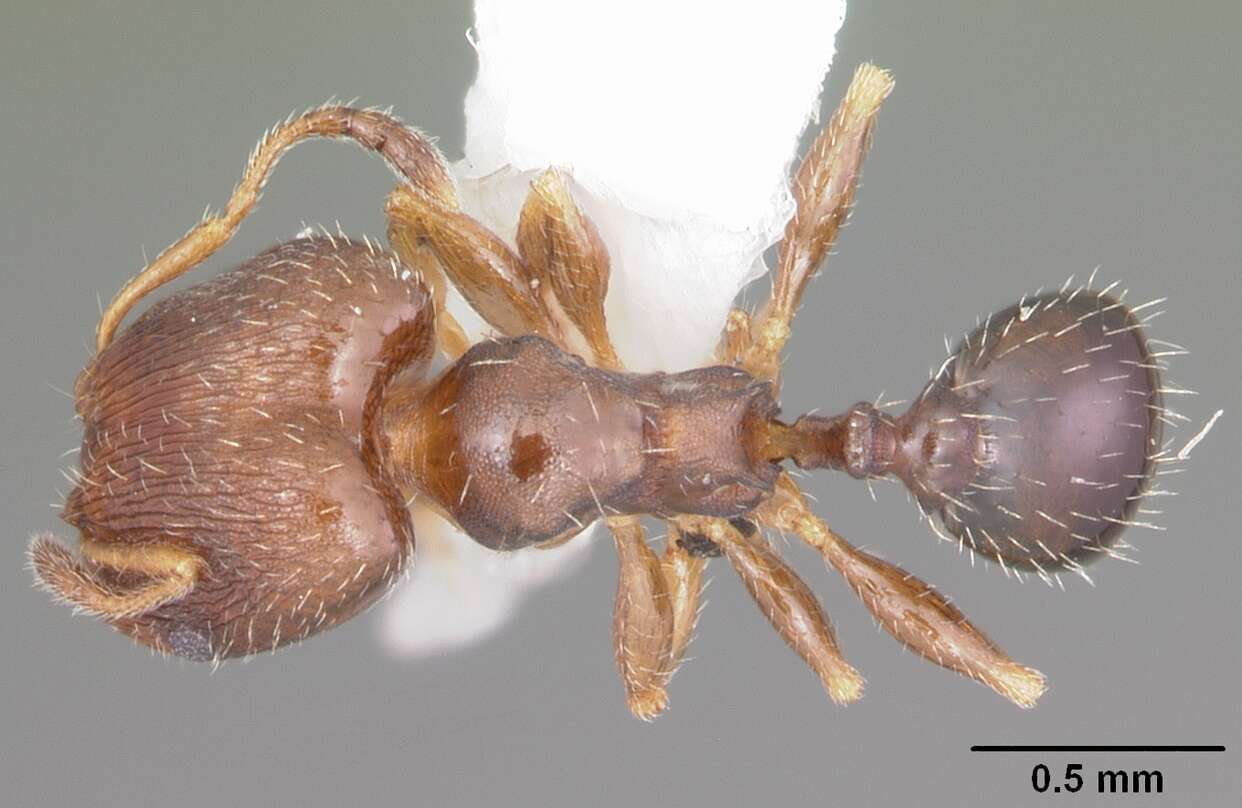 Image of Pheidole metallescens Emery 1895