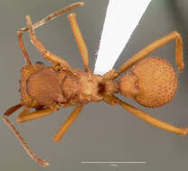 Image of Trachymyrmex nogalensis Byars 1951