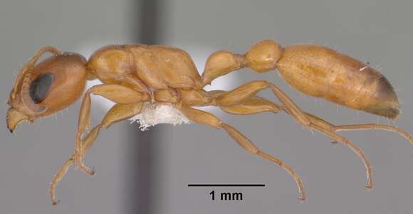 Image of Pseudomyrmex apache Creighton 1953