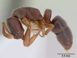 Image of Ant