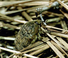 Image of Bumble Flower Beetle