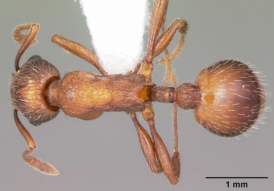 Image of Myrmica brevispinosa Wheeler 1917