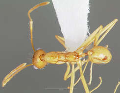 Pheidole vistana Forel 1914的圖片