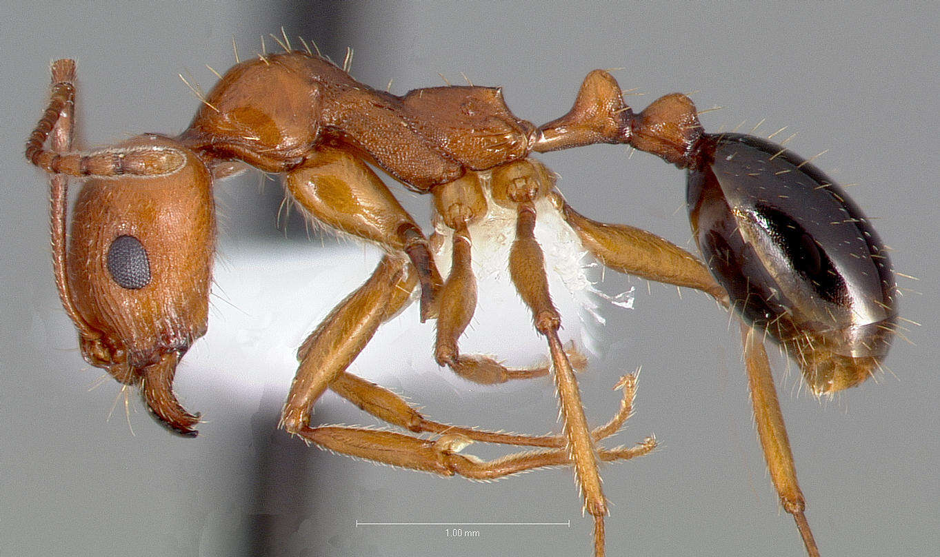 Image of Aphaenogaster uinta Wheeler 1917