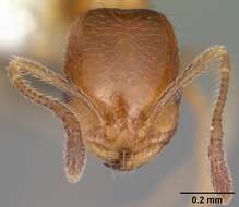 Image of Destructive trailing ant