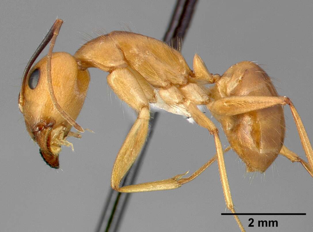 Image of Camponotus fragilis