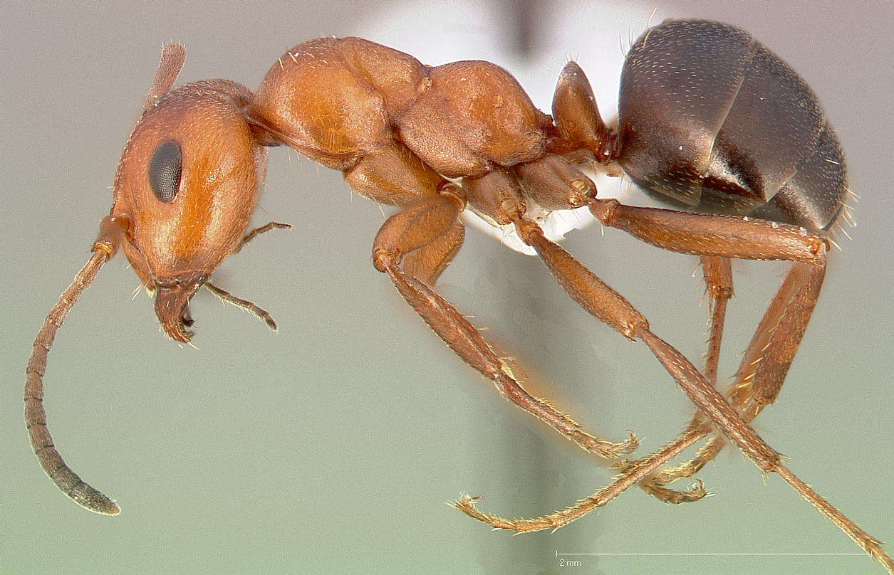 Imagem de Formica dakotensis Emery 1893