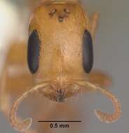 Image of Pseudomyrmex simplex (Smith 1877)