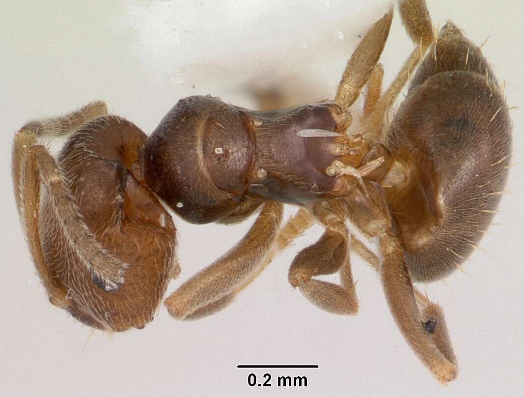 Image of Ant