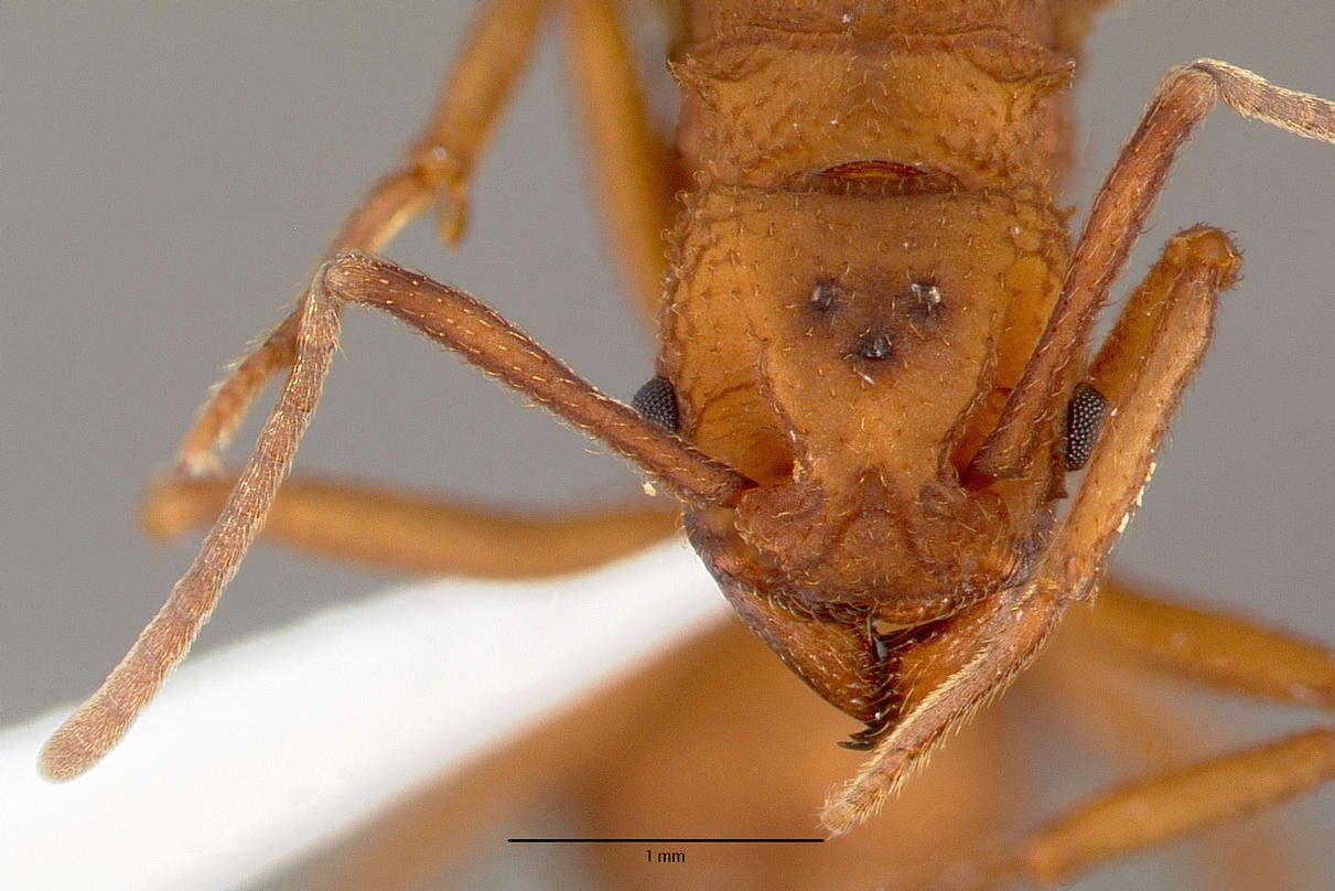 Image of Trachymyrmex nogalensis Byars 1951