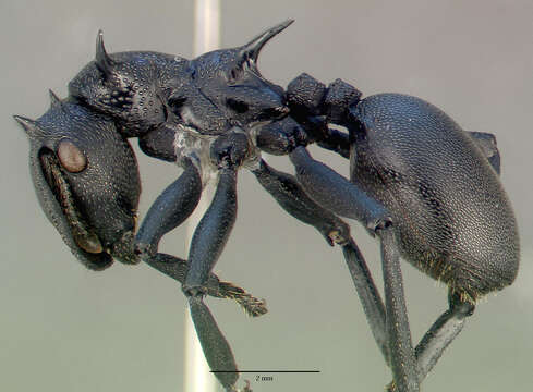 Cephalotes atratus (Linnaeus 1758) resmi