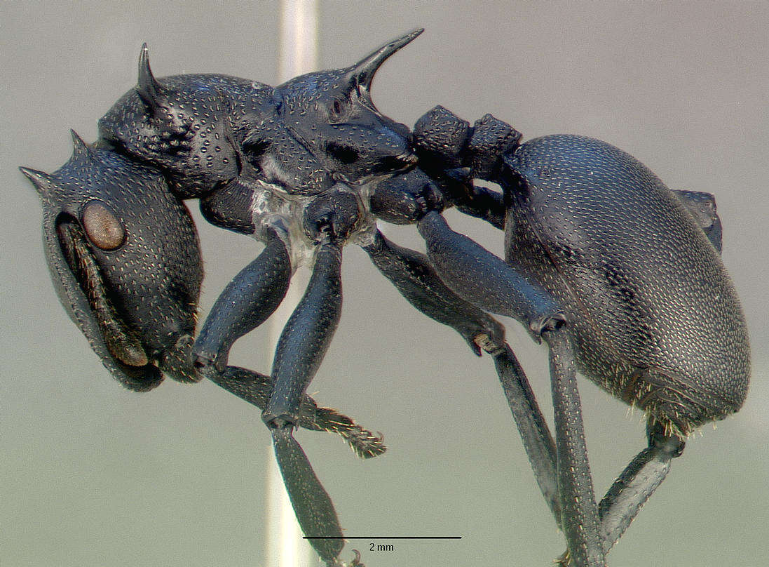 Cephalotes atratus (Linnaeus 1758) resmi