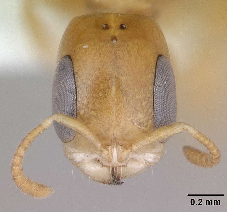 Image of Pseudomyrmex simplex (Smith 1877)