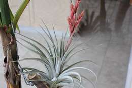 Tillandsia guelzii Rauh的圖片