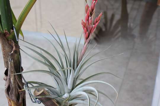 Imagem de Tillandsia guelzii Rauh