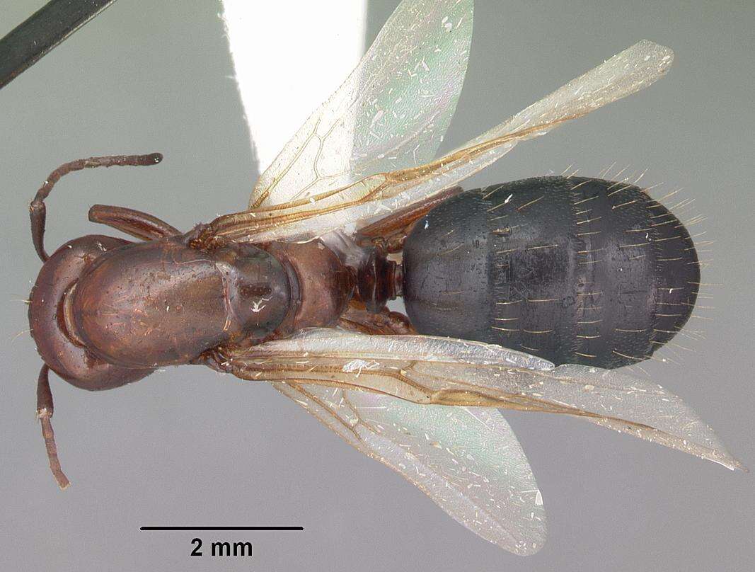 Plancia ëd Camponotus discolor (Buckley 1866)