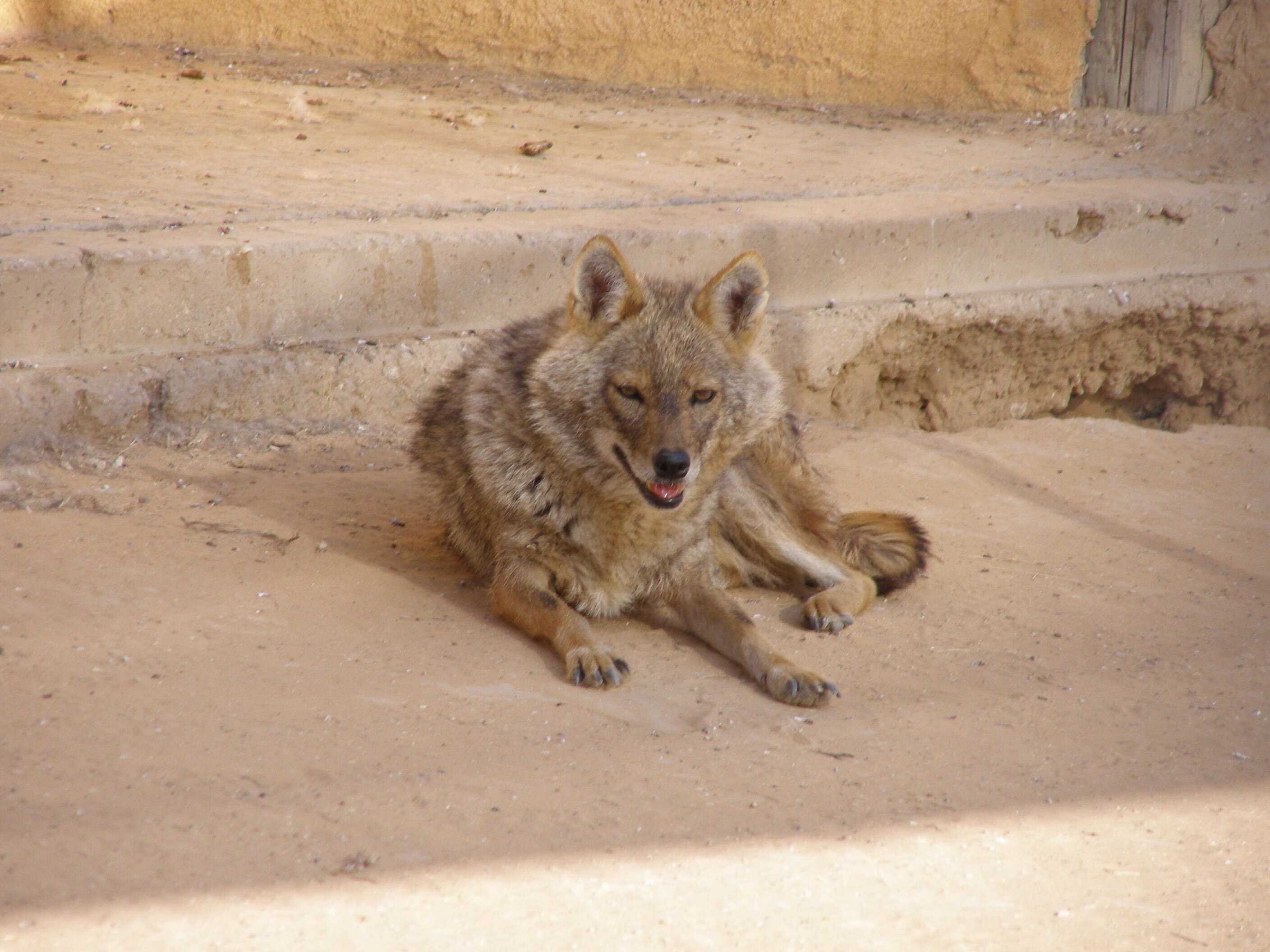 Image of Syrian jackal