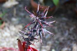 Image of Aechmea tuitensis Magaña & E. J. Lott