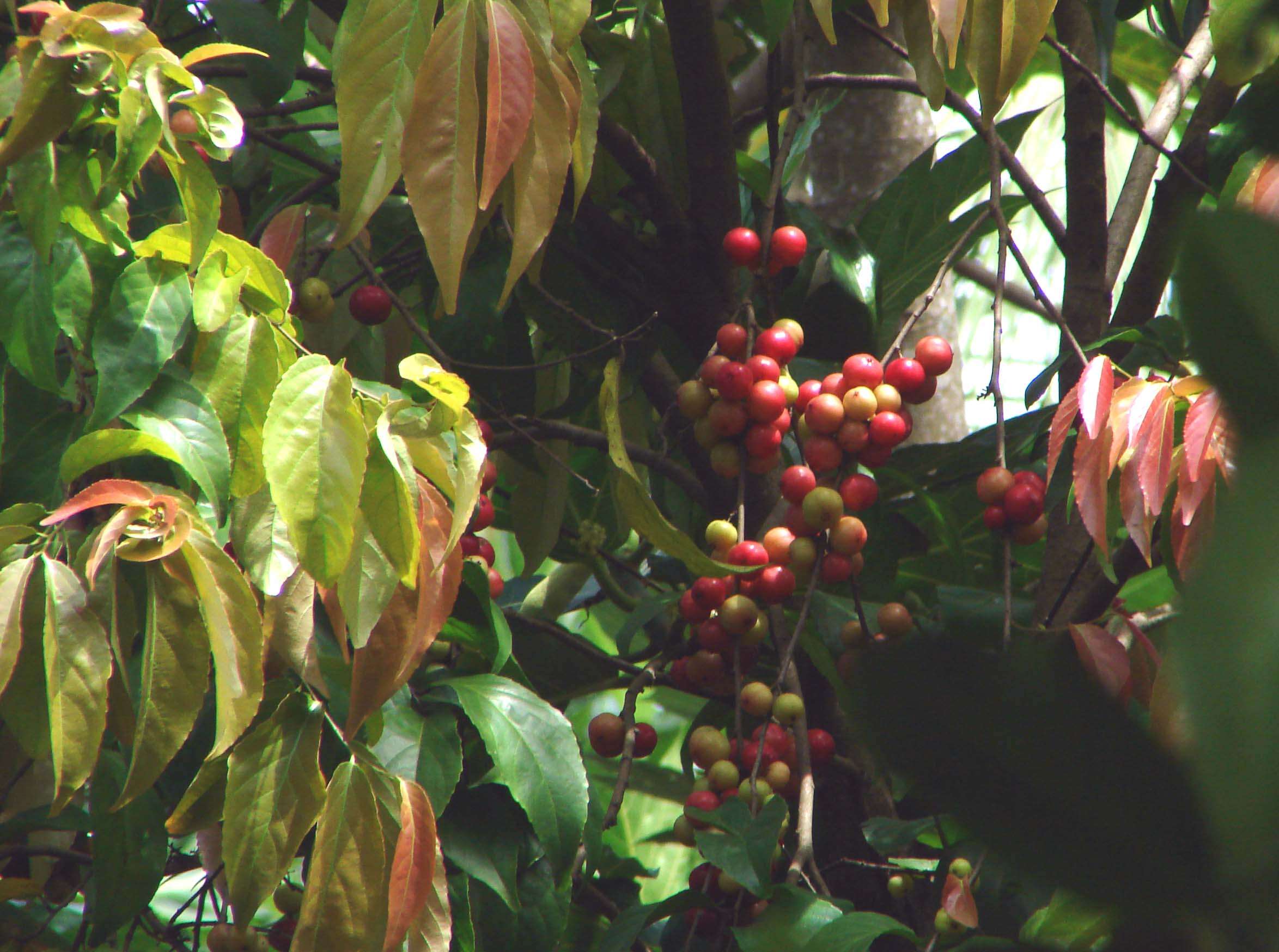 Image of batoko plum