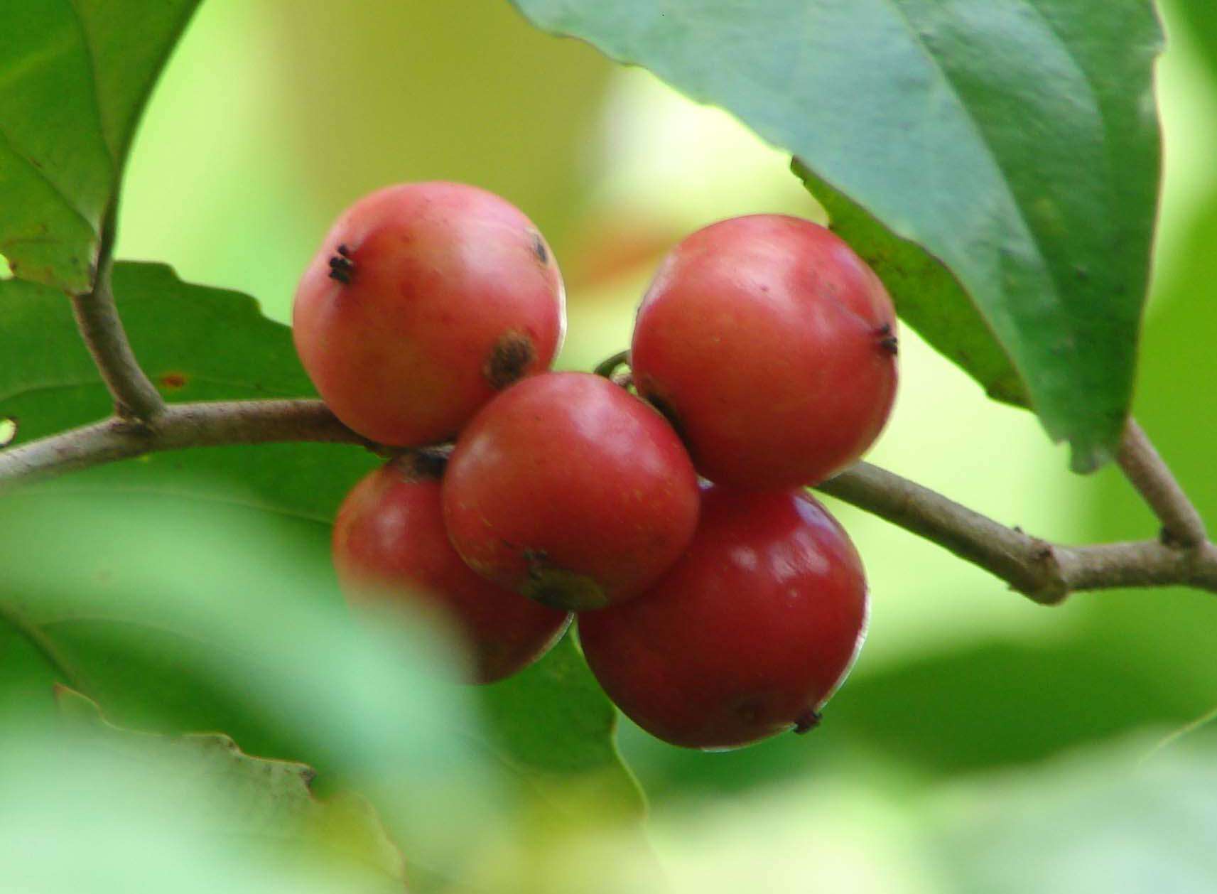 Image of batoko plum