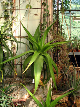 Image of Aloe reynoldsii Letty