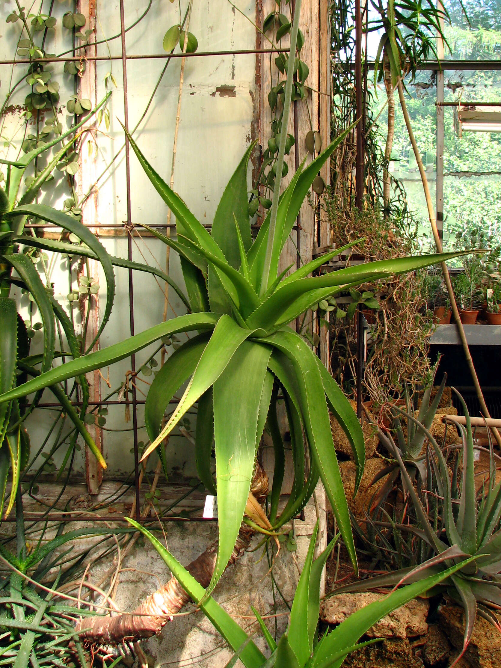 Image of Aloe reynoldsii Letty