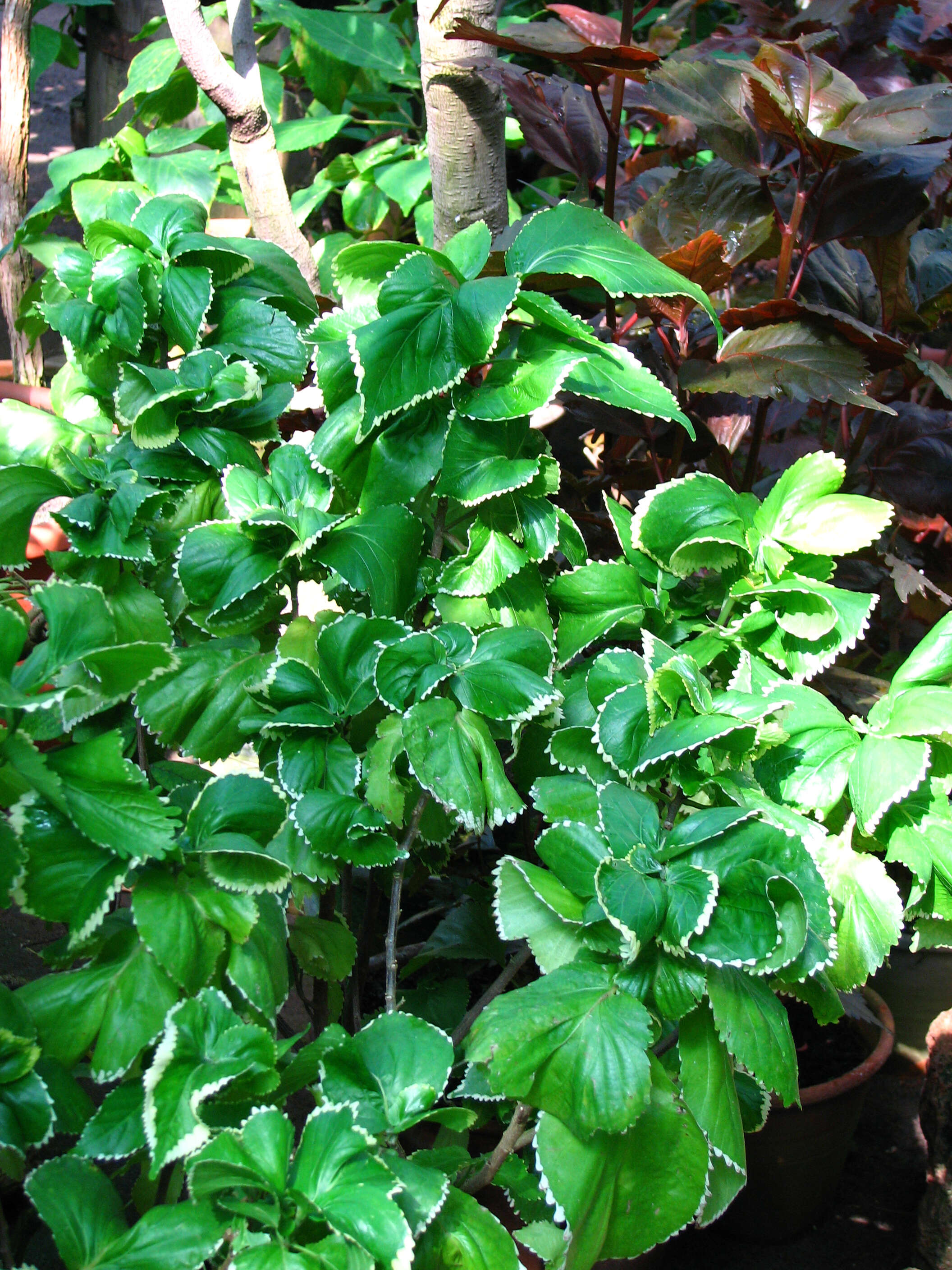 Image de Acalypha wilkesiana Müll. Arg.