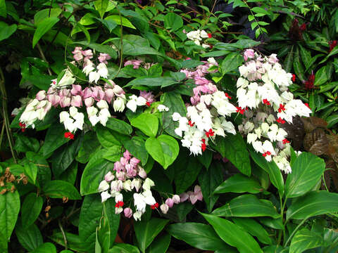 Слика од Clerodendrum thomsoniae Balf. fil.