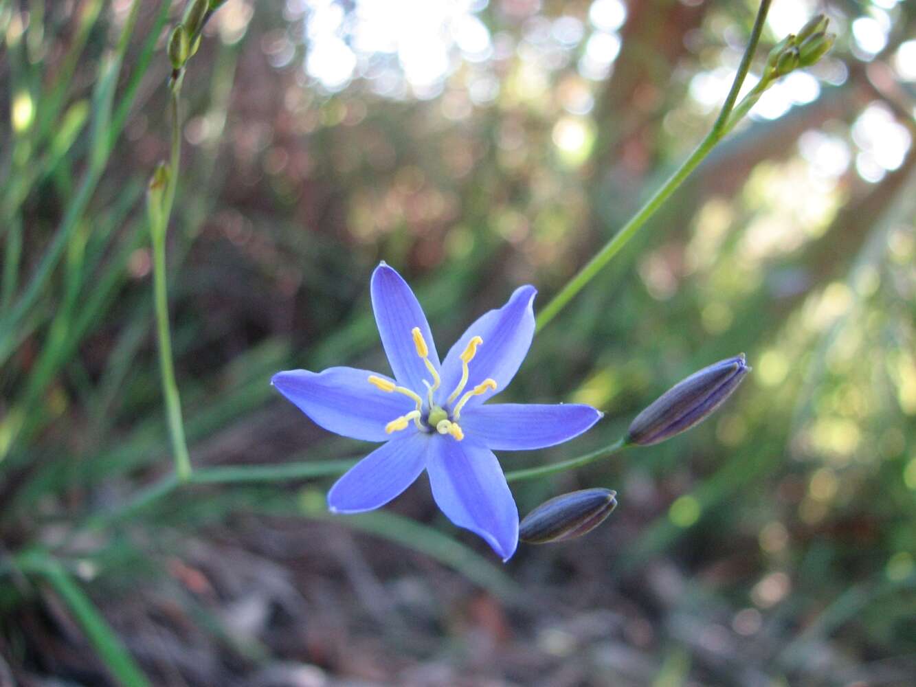 Image of Thelionema caespitosum (R. Br.) R. J. F. Hend.