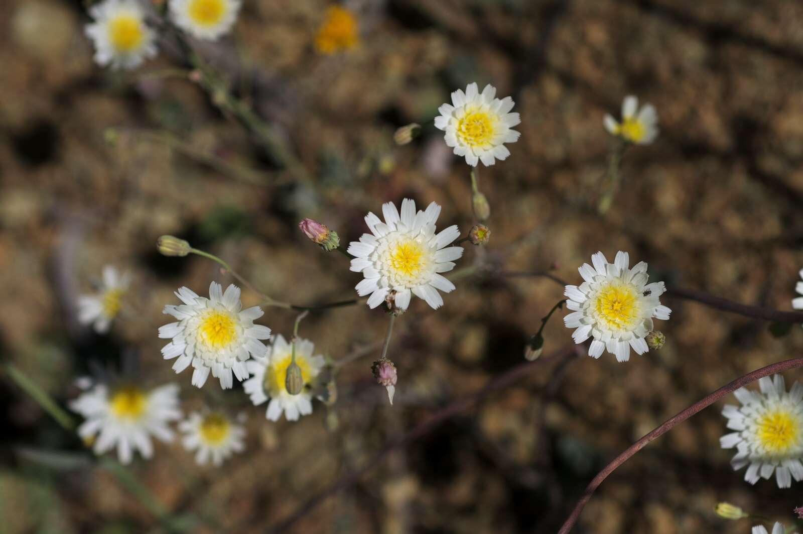 Image of California plumeseed